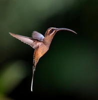 Long- billed Hermit