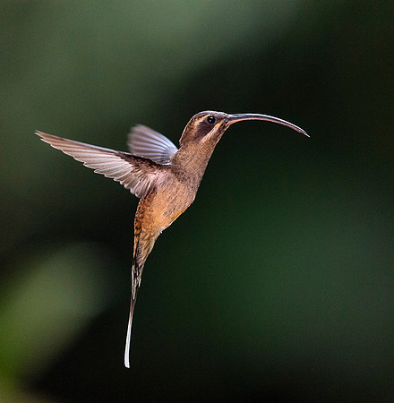 Long- billed Hermit