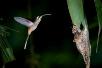 Long- billed Hermit
