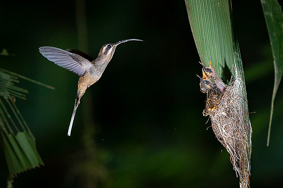 Long- billed Hermit