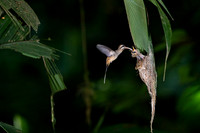 Long- billed Hermit