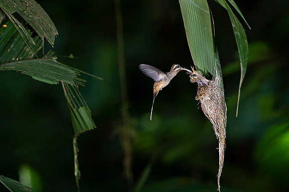 Long- billed Hermit