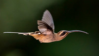 Long- billed Hermit