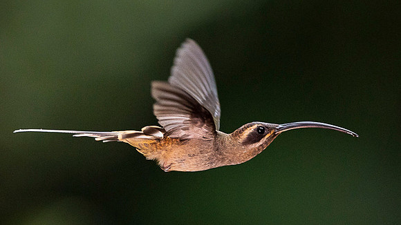 Long- billed Hermit