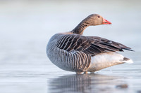 Greylag Goose / Gęgawa