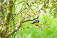 Slate-throated Redstart