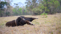 Giant Anteater