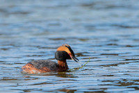 Slavonian grebe / Perkoz rogaty