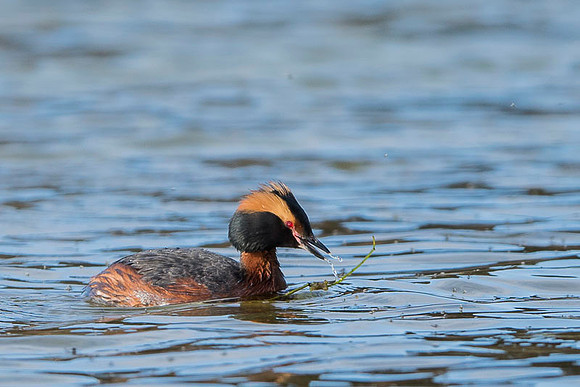 Slavonian grebe / Perkoz rogaty