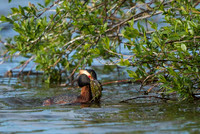 Slavonian grebe / Perkoz rogaty