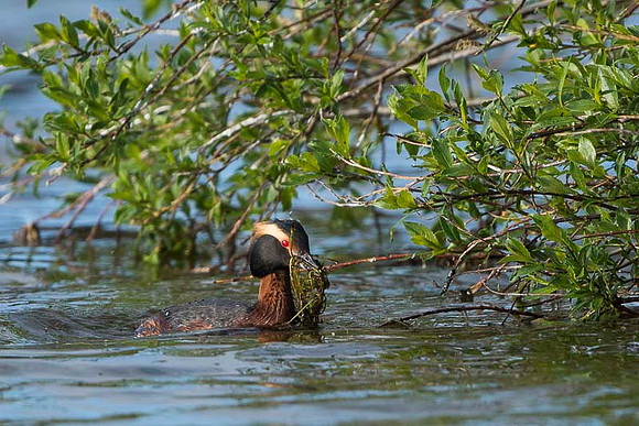 Slavonian grebe / Perkoz rogaty