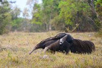 Giant Anteater