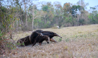 Giant Anteater