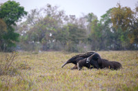 Giant Anteater