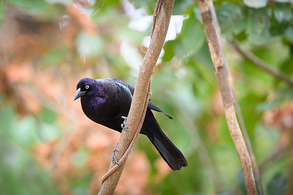 Giant Cowbird
