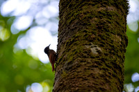 Olivaceous Woodcreeper