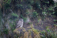 Great horned Owl