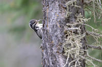 Black-backed woodpecker