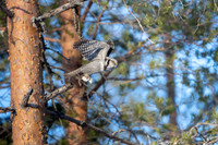 Hawk Owl / Sowa jarzębiata