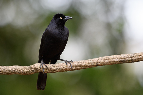 Giant Cowbird