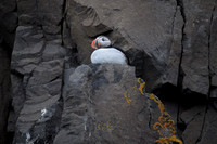 Atlantic Puffin