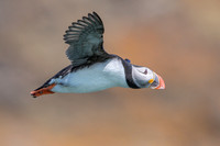 Atlantic Puffin