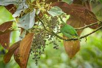 Orange-breasted Fruiteater