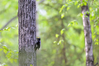 Black-backed woodpecker