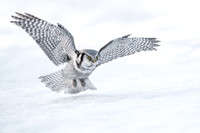 Hawk Owl / Sowa jarzębiata