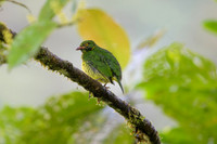 Orange-breasted Fruiteater