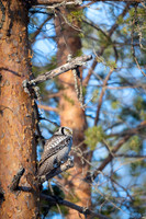Hawk Owl / Sowa jarzębiata
