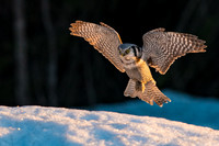 Hawk Owl / Sowa jarzębiata