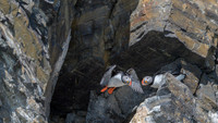 Atlantic Puffin