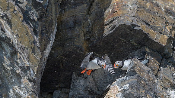 Atlantic Puffin