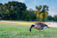 Canada goose / Bernikla kanadyjska