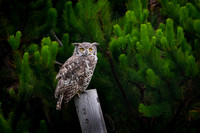 Great horned Owl