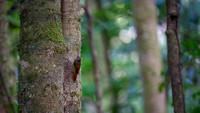 Olivaceous Woodcreeper