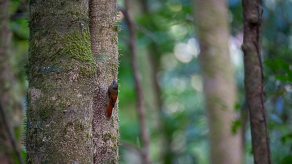 Olivaceous Woodcreeper