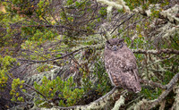 Great horned Owl