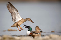Northern Shoveler / Płaskonos