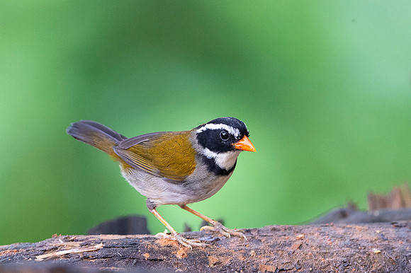 Orange billed Sparrow