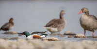 Northern Shoveler / Płaskonos