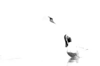 Northern Shoveler / Płaskonos