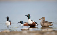 Northern Shoveler / Płaskonos