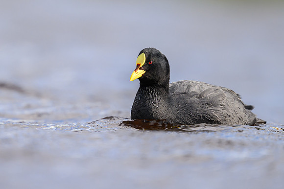 White winged Coot