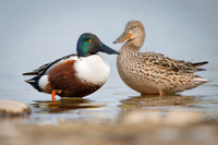 Northern Shoveler / Płaskonos