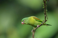 Orange-chinned Parakeet