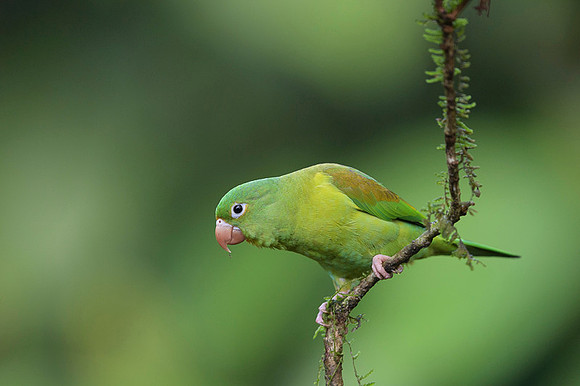 Orange-chinned Parakeet