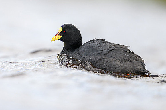 White winged Coot