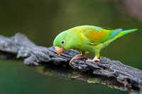 Orange-chinned Parakeet